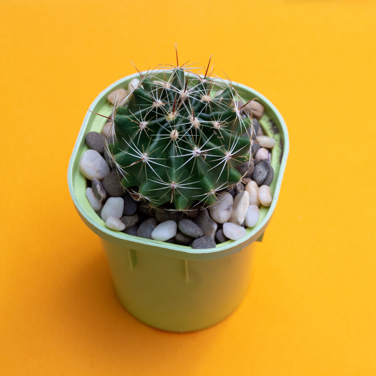 Hamato Cactus seeds - 10