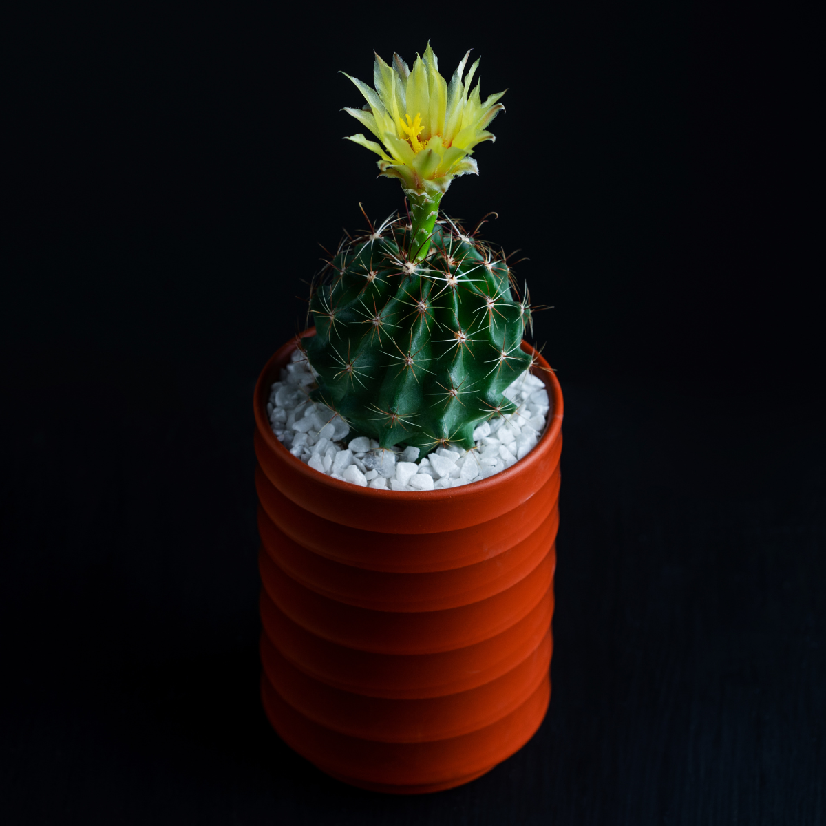 Hamato Cactus seeds - 10