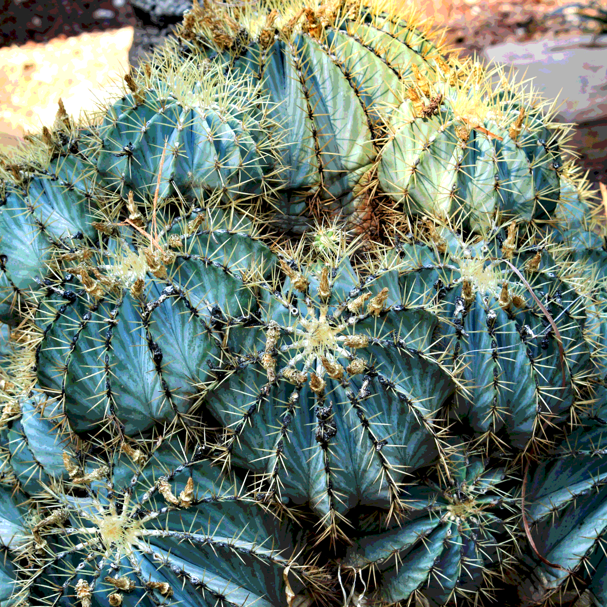 Hamato Cactus seeds - 10