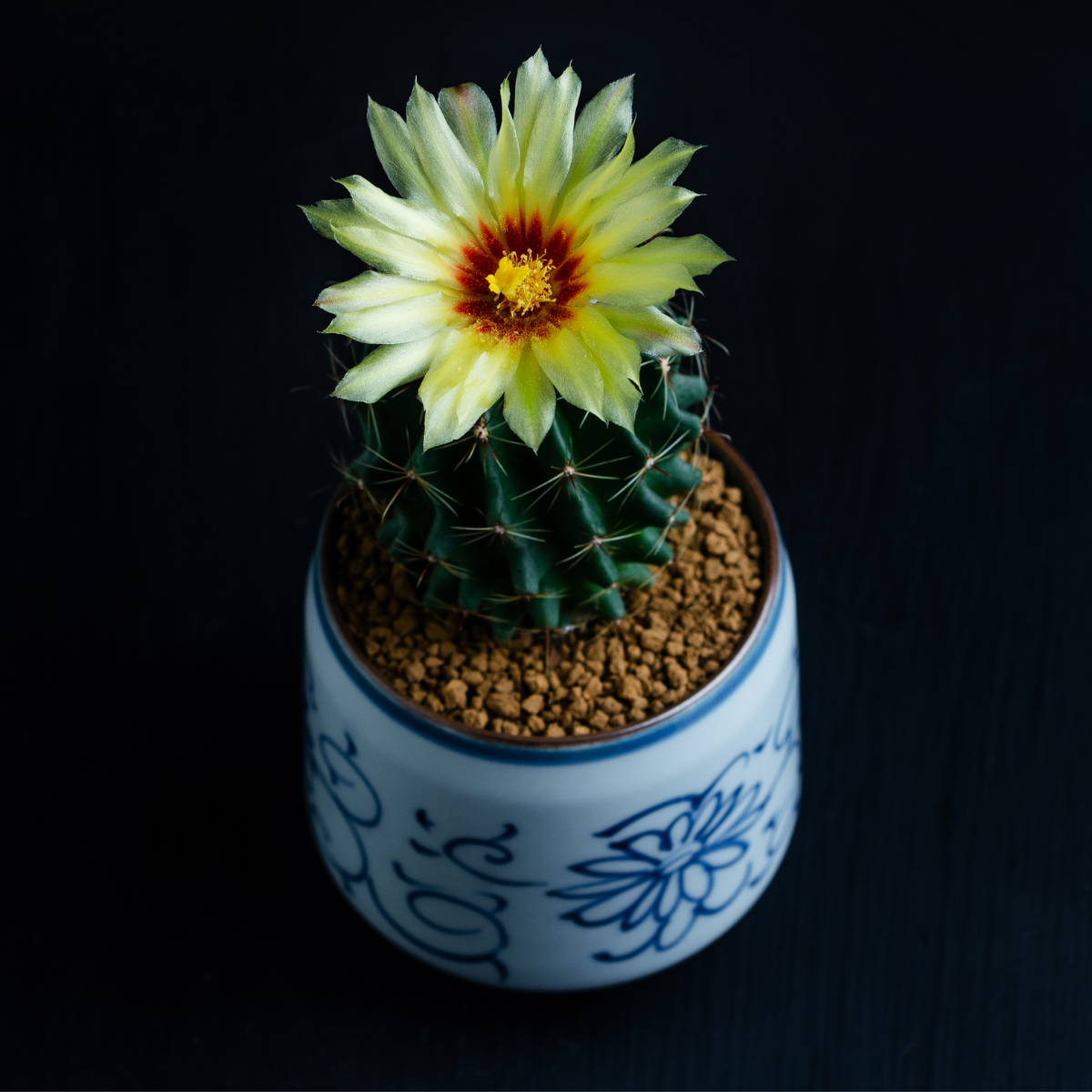 Hamato Cactus seeds - 10