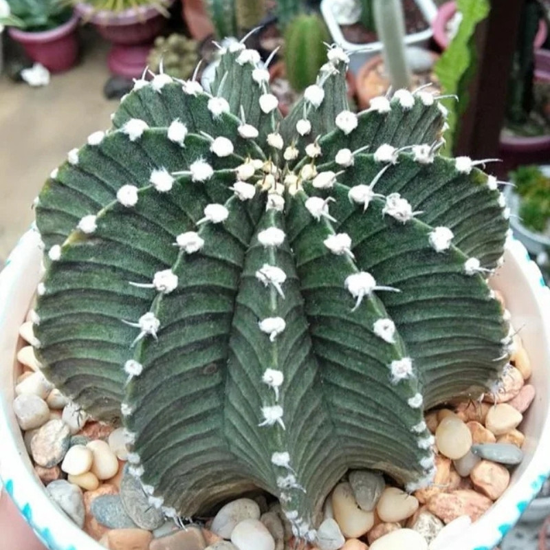 Cactus Gymnocalycium Friedrichii LB 2178 - 10