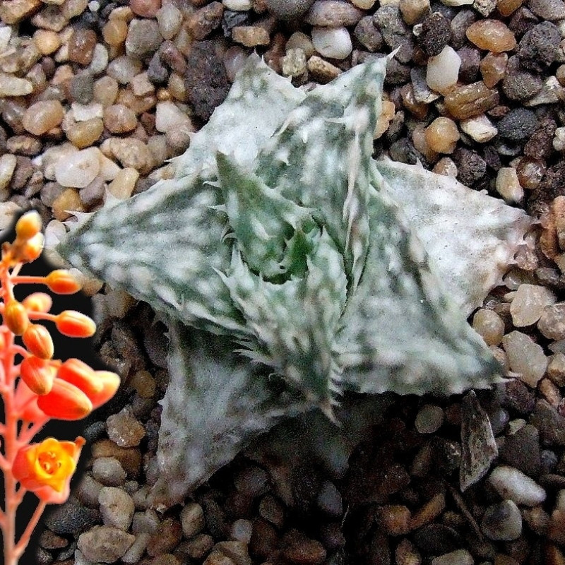 Aloe DescoingsiiI Augustine seeds - 10