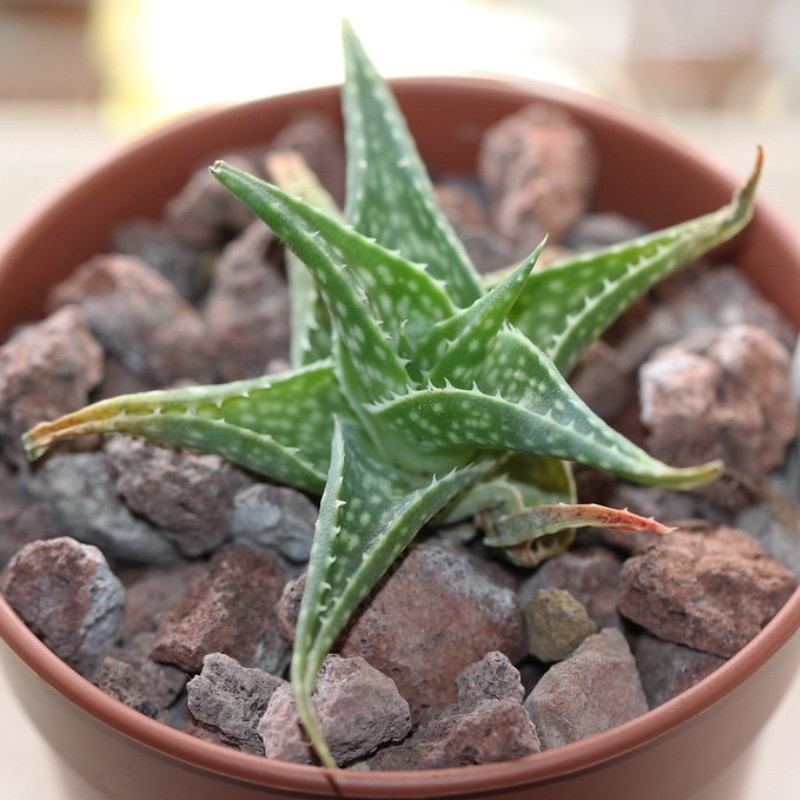 Aloe DescoingsiiI Augustine seeds - 10