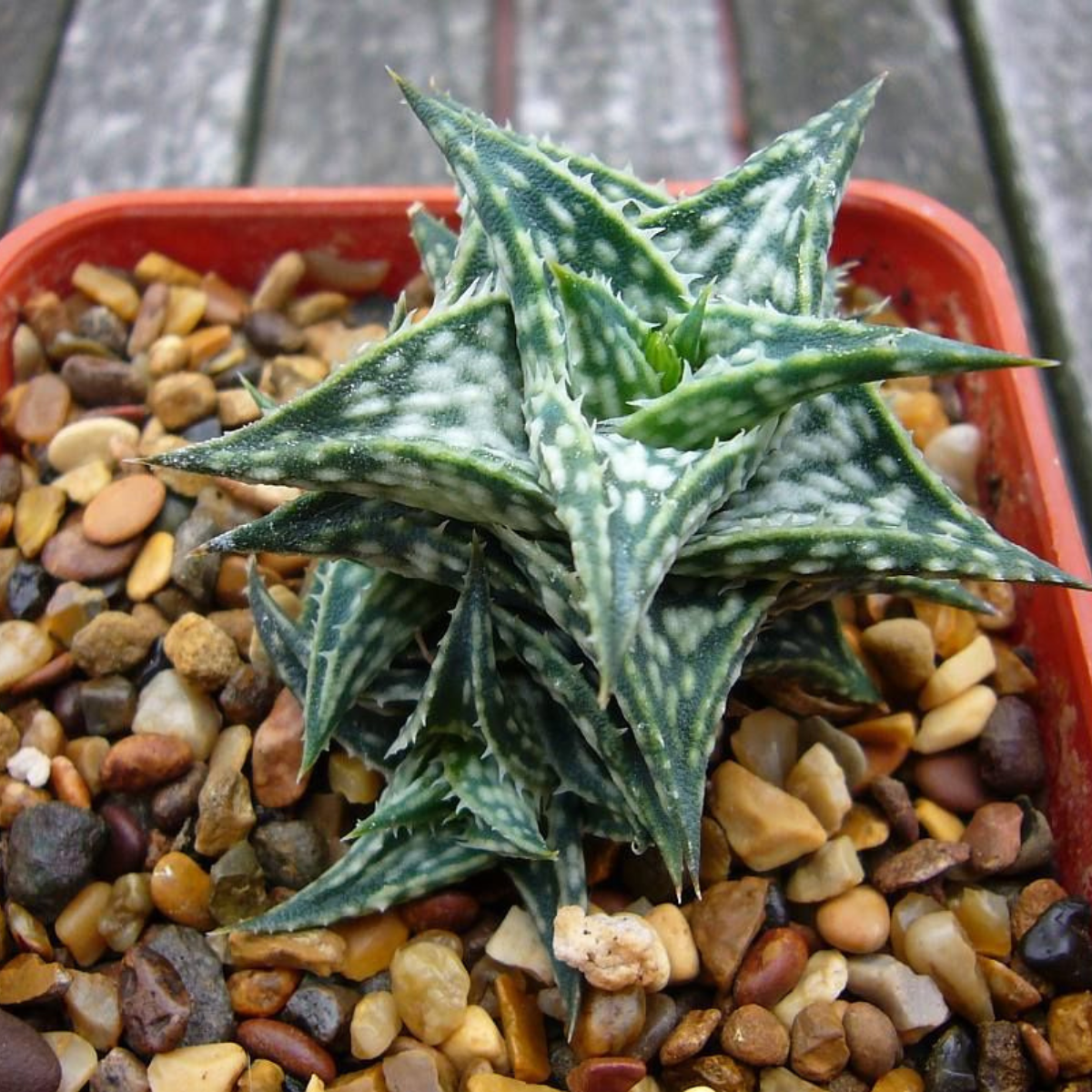 Aloe DescoingsiiI Augustine seeds - 10