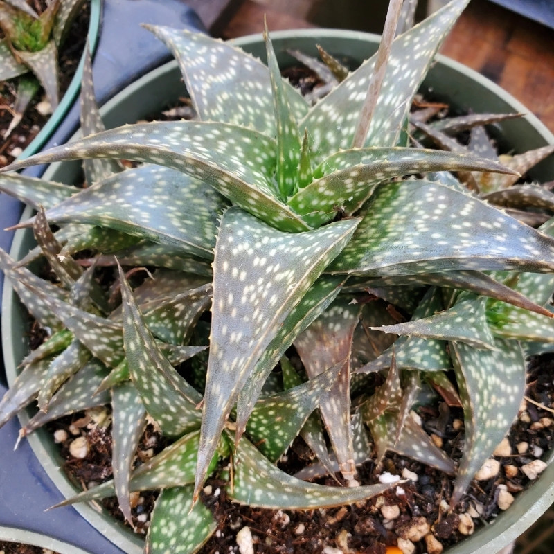 Aloe DescoingsiiI Augustine seeds - 10