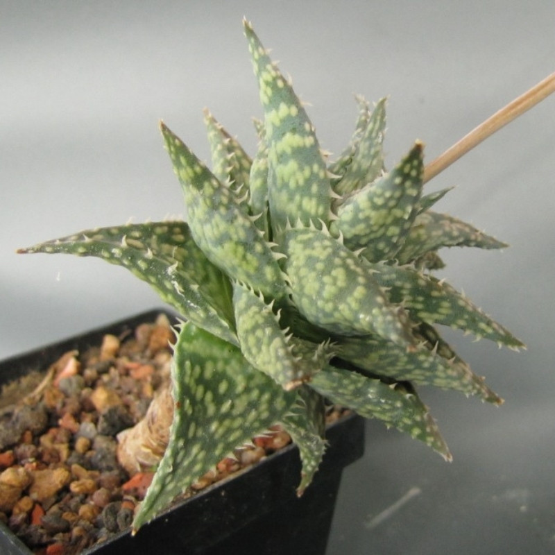 Aloe DescoingsiiI Augustine seeds - 10