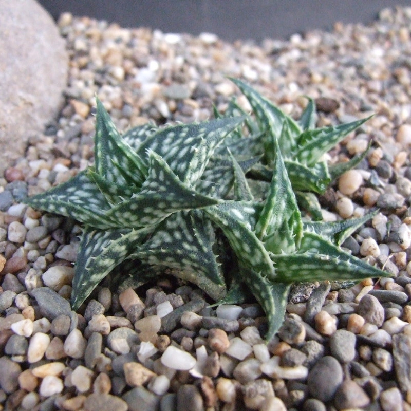 Aloe DescoingsiiI Augustine seeds - 10