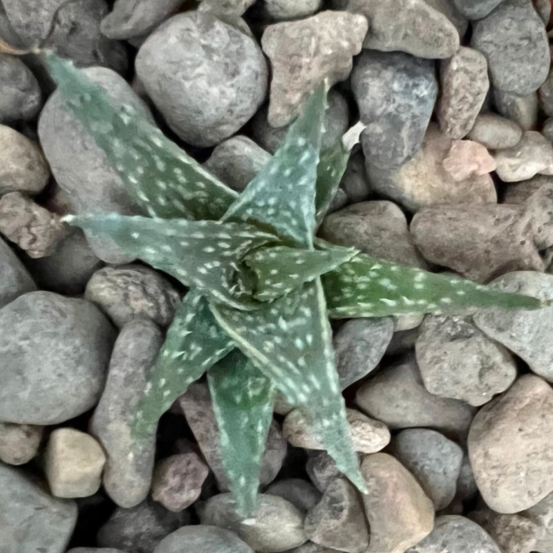 Aloe DescoingsiiI Augustine seeds - 10