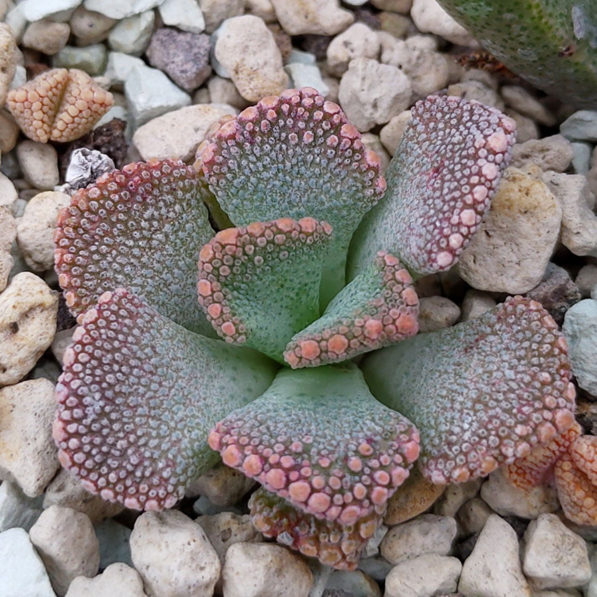 Titanopsis Calcarea seeds - 10
