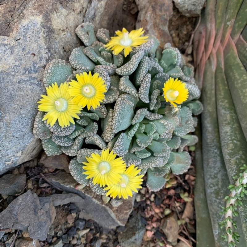 Titanopsis Calcarea seeds - 10