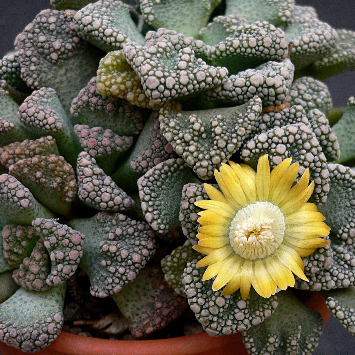 Titanopsis Calcarea seeds - 10