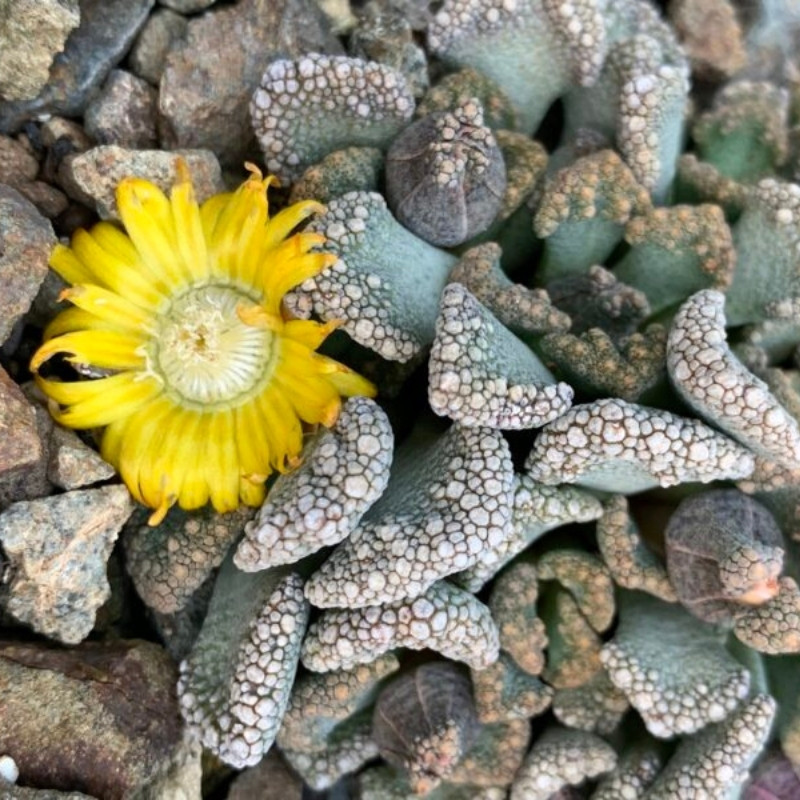 Titanopsis Calcarea seeds - 10