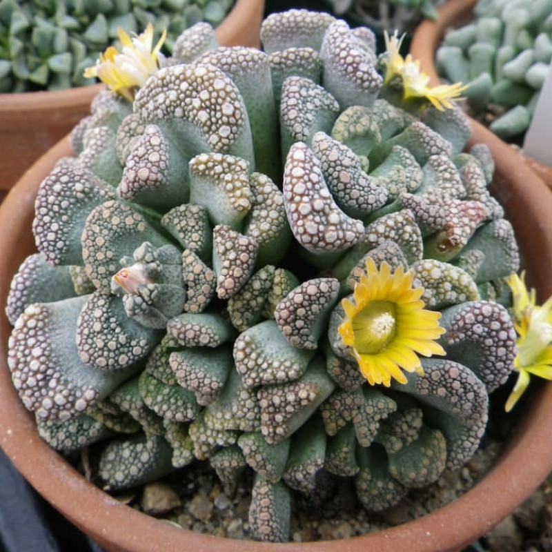 Titanopsis Calcarea seeds - 10