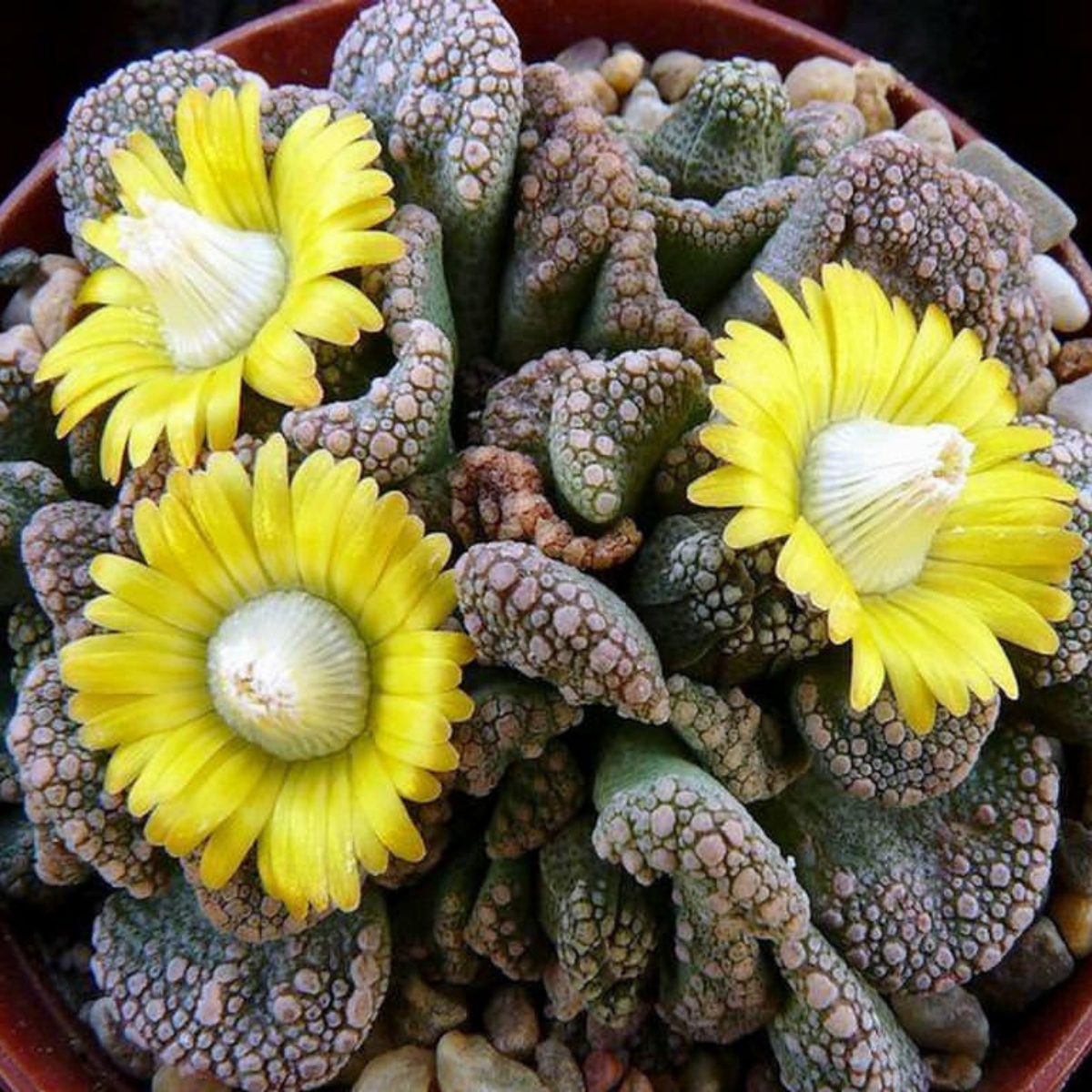 Titanopsis Calcarea seeds - 10