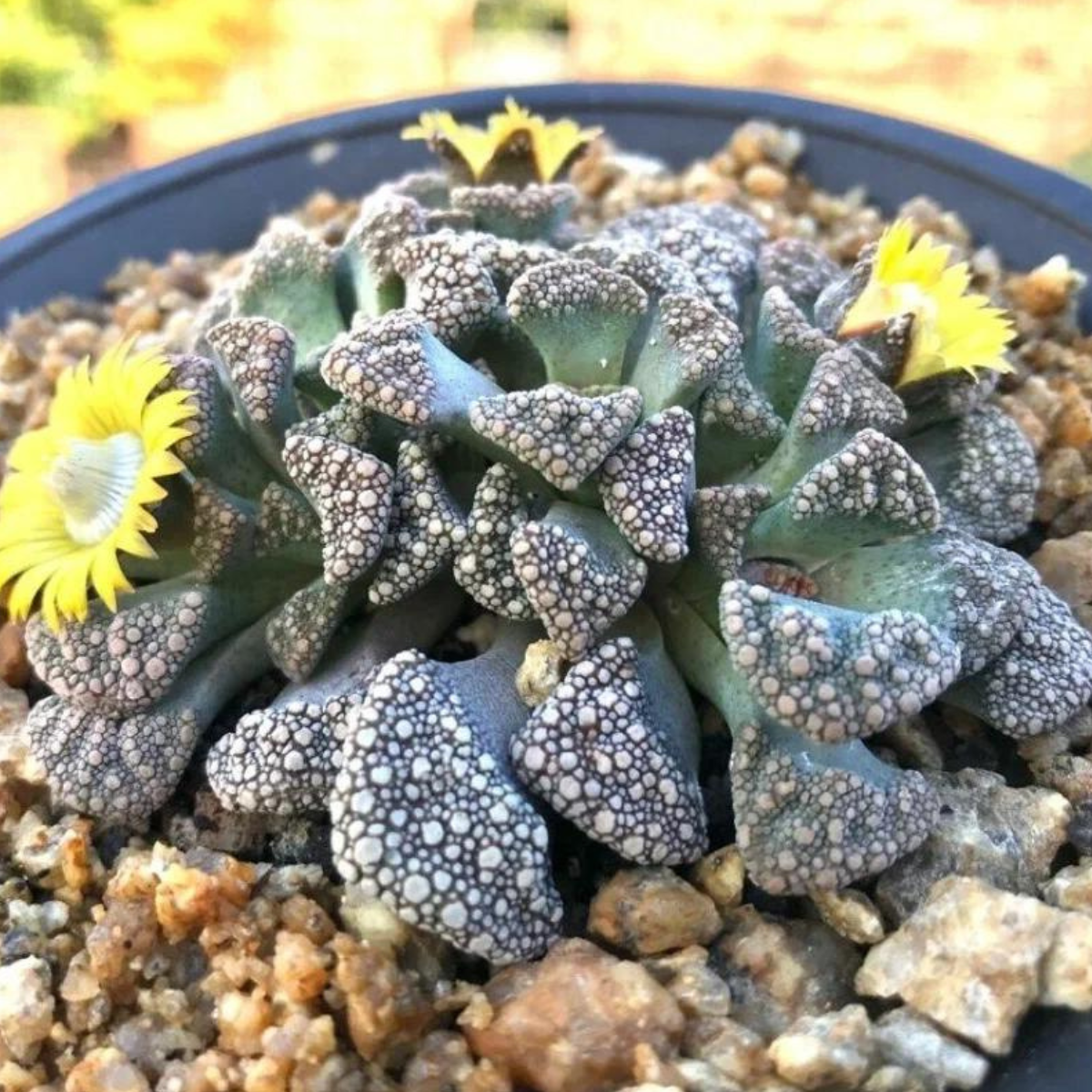 Titanopsis Calcarea seeds - 10