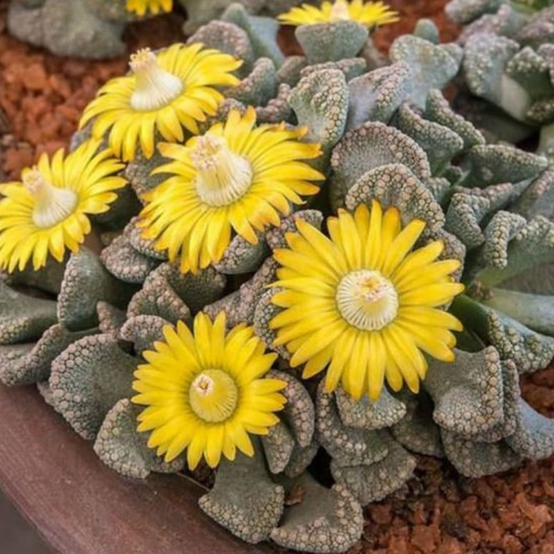 Titanopsis Calcarea seeds - 10