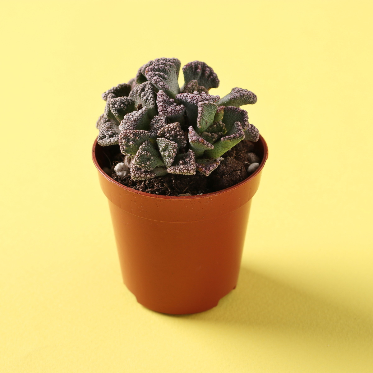 Titanopsis Calcarea seeds - 10