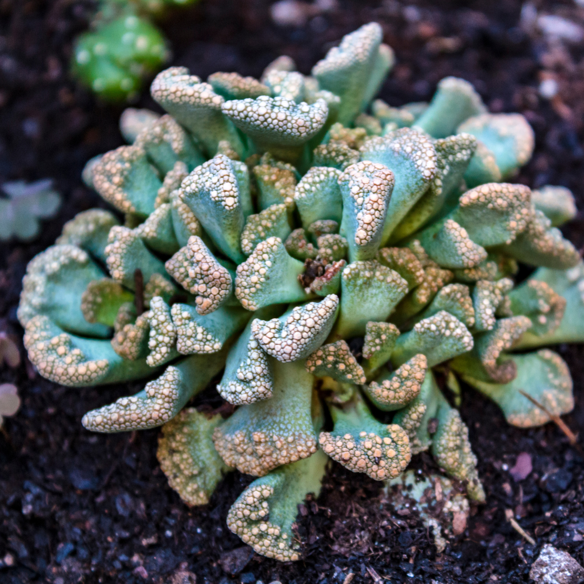 Titanopsis Calcarea seeds - 10