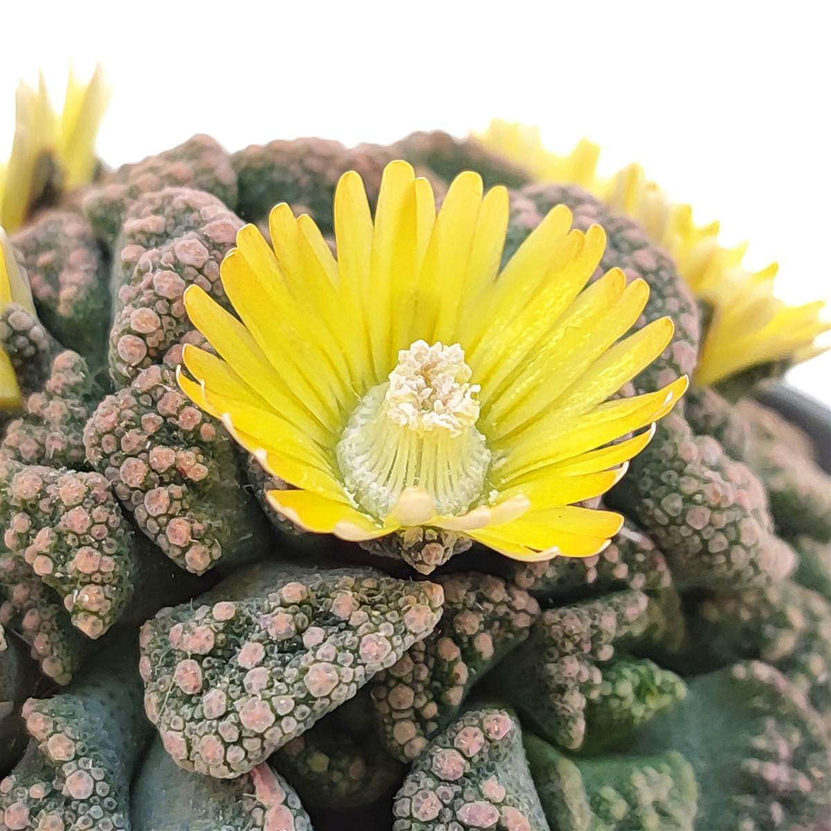 Titanopsis Calcarea seeds - 10