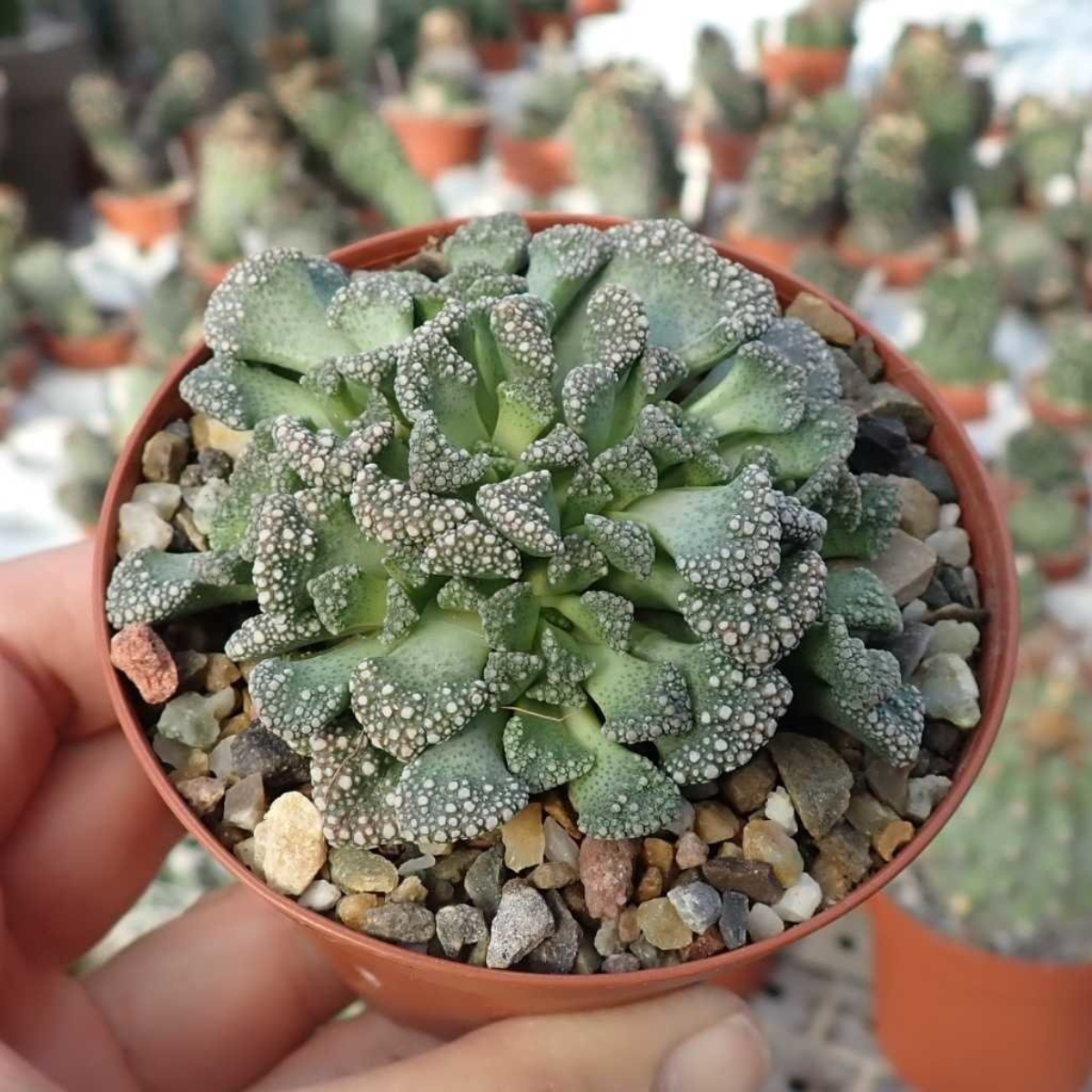 Titanopsis Calcarea seeds - 10