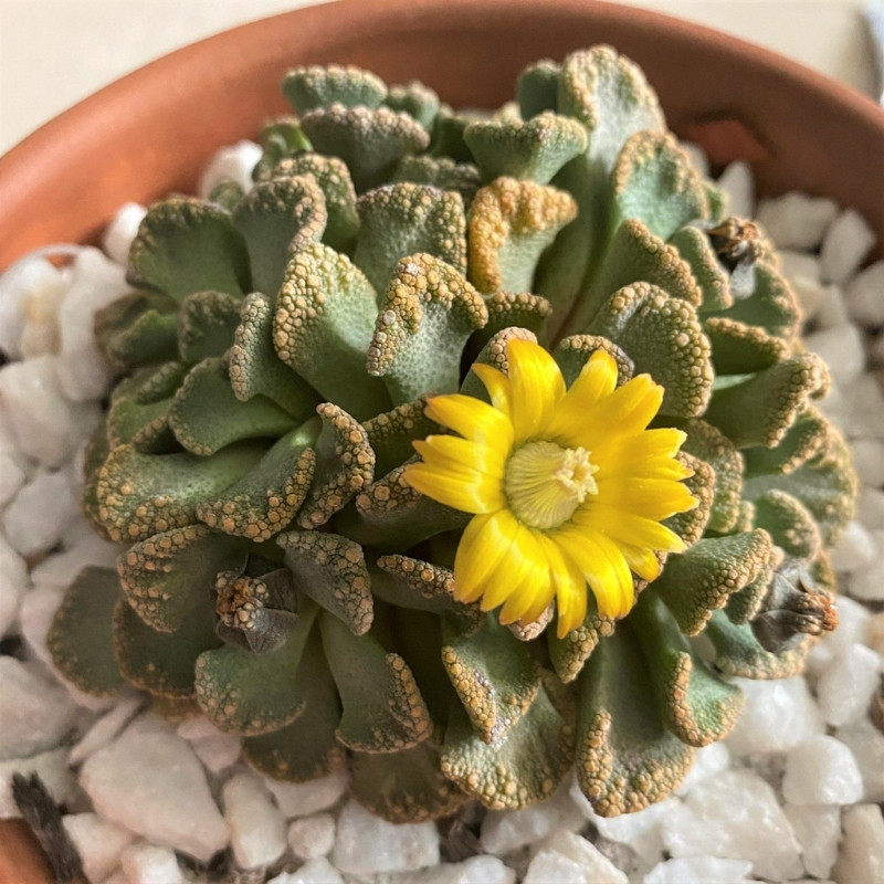 Titanopsis Calcarea seeds - 10