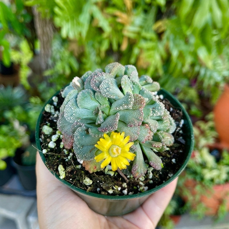 Titanopsis Calcarea seeds - 10
