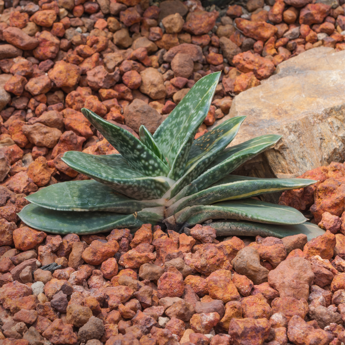 Gasteria Pillansii seeds - 10