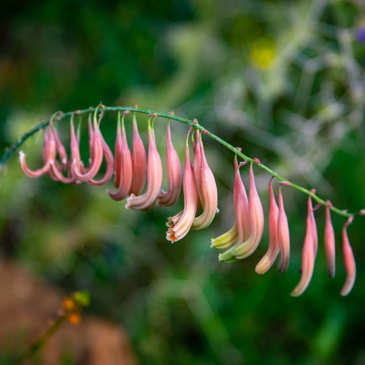 Gasteria Pillansii seeds - 10
