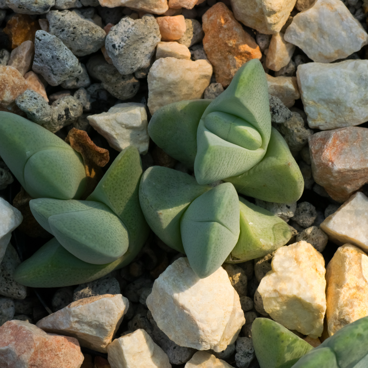 Gasteria Pillansii seeds - 10