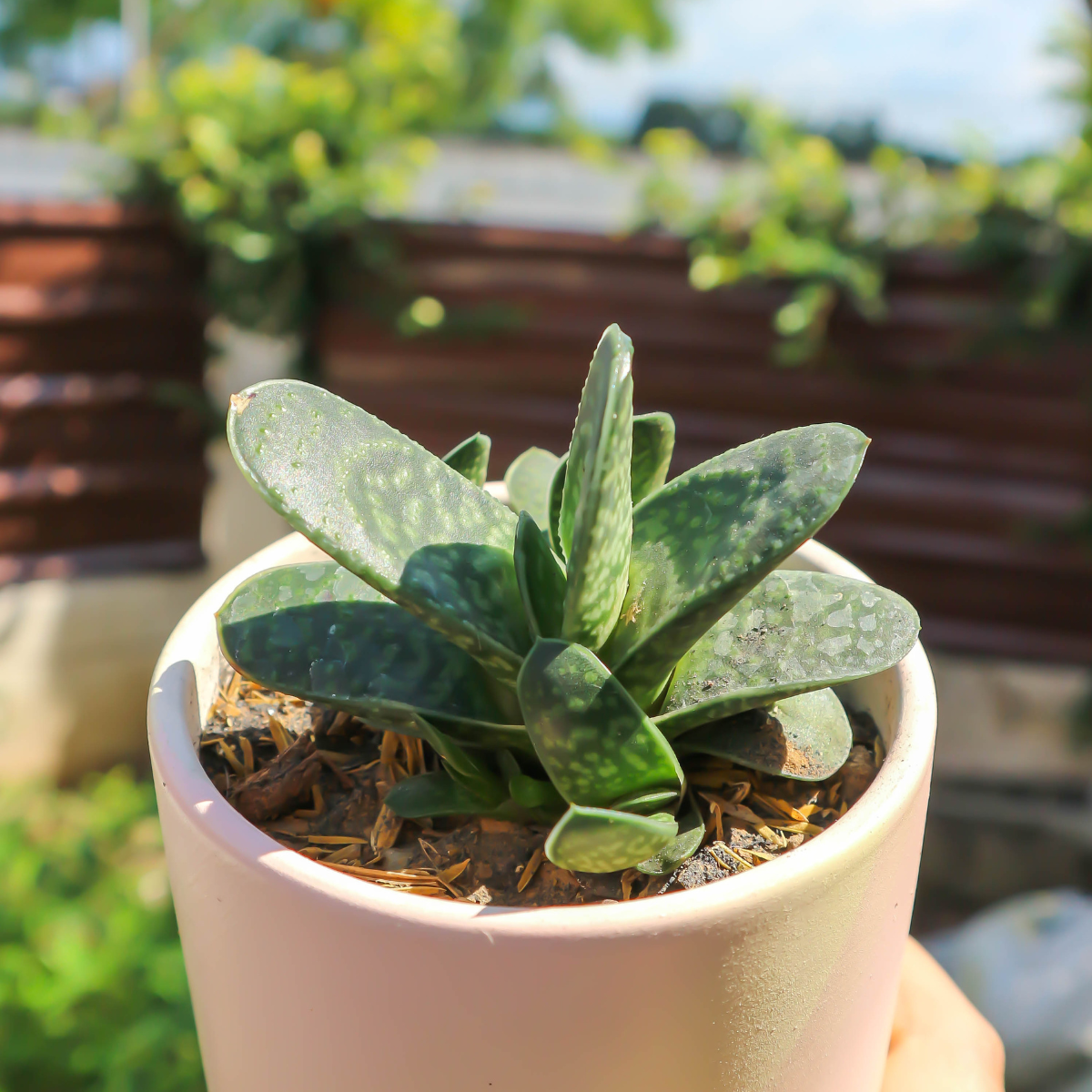 Gasteria Pillansii seeds - 10