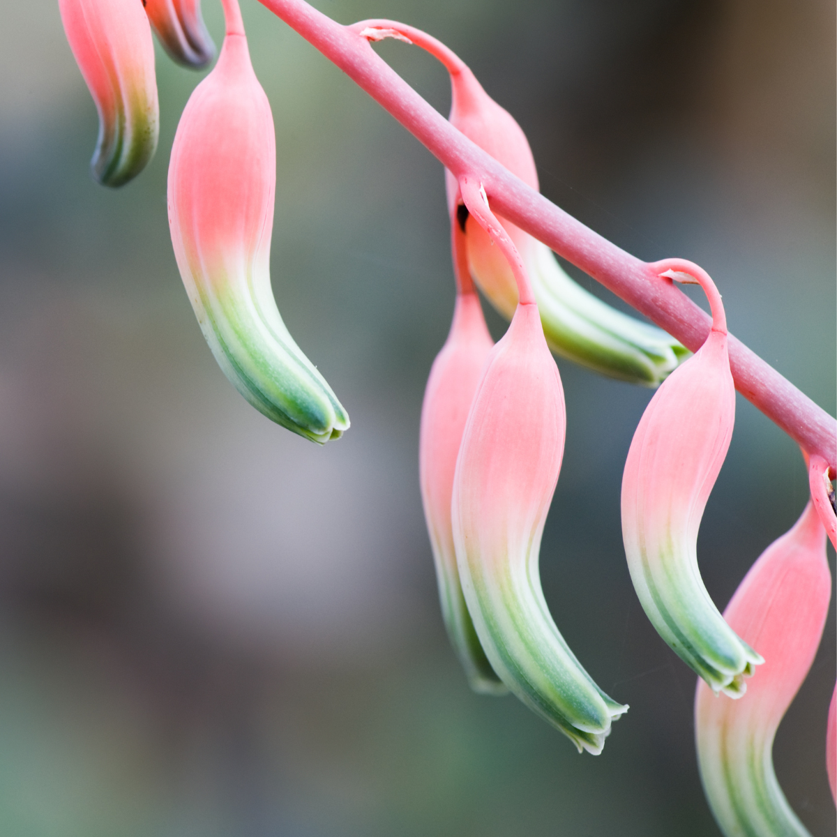 Gasteria Pillansii seeds - 10