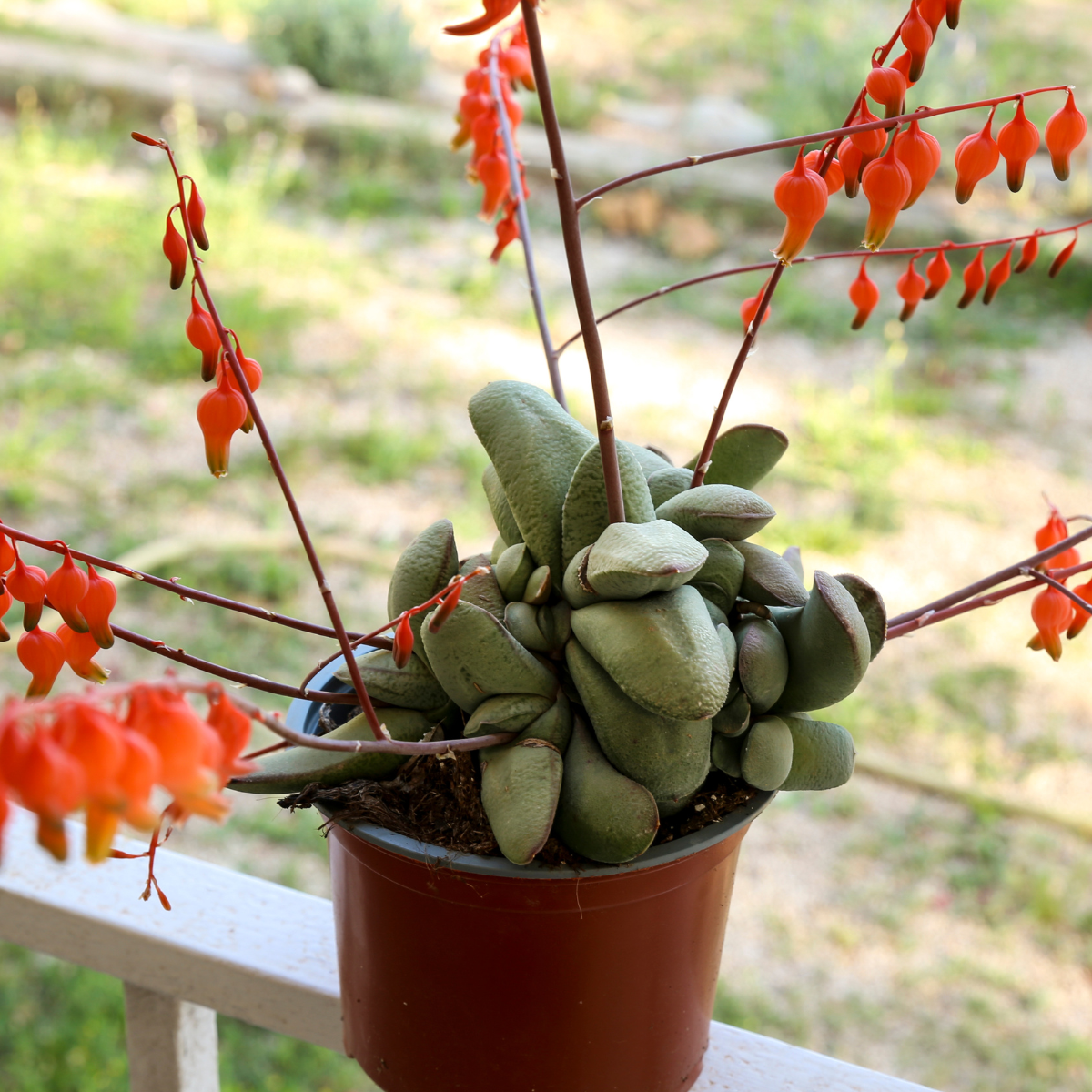Gasteria Pillansii seeds - 10