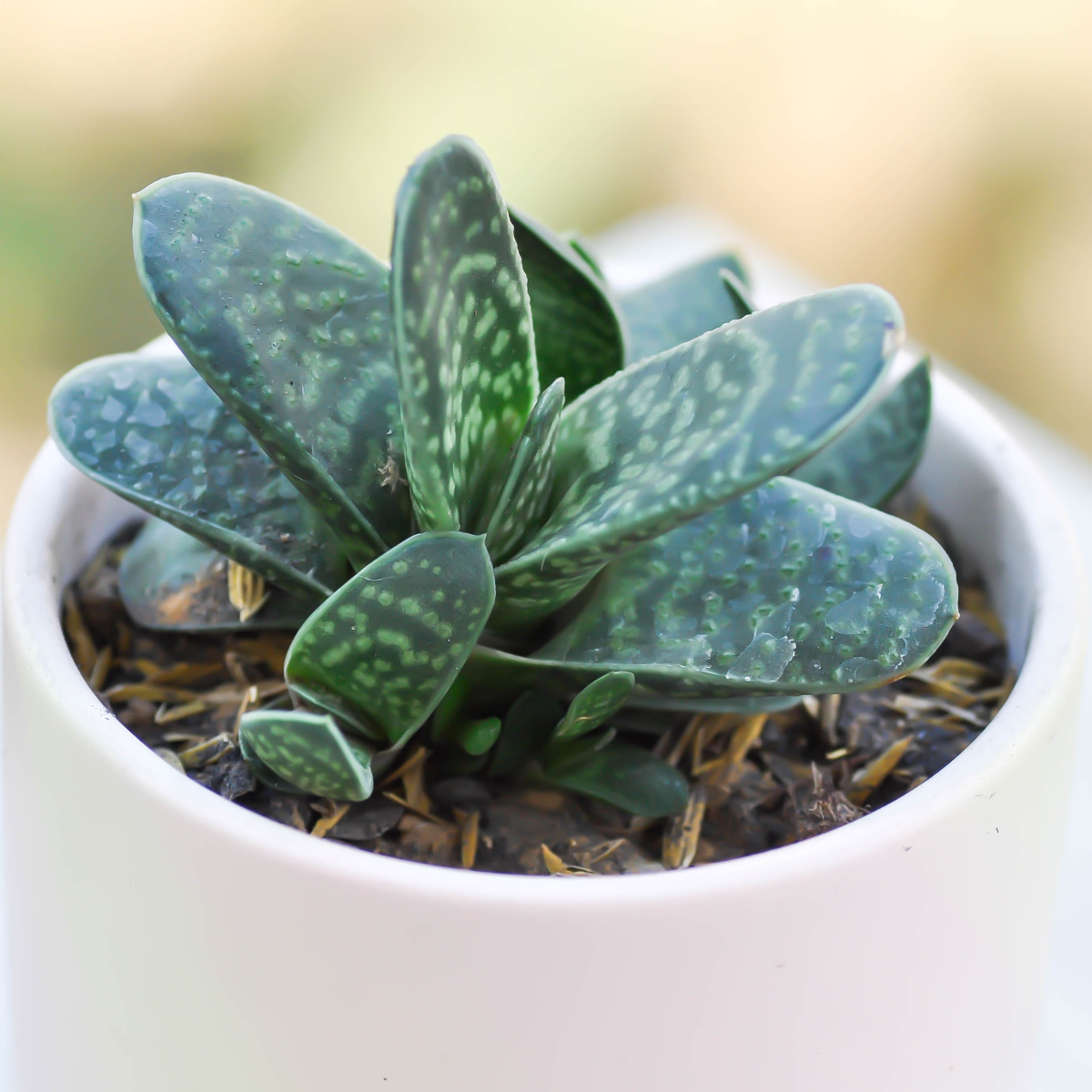 Gasteria Pillansii seeds - 10