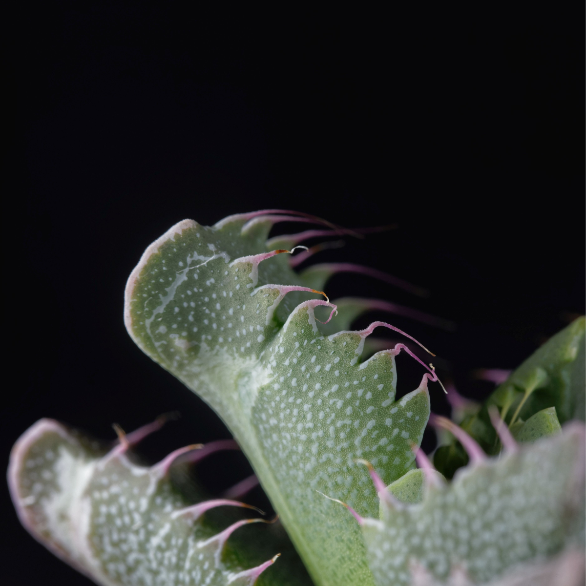 Faucaria Tuberculosa seeds - 10