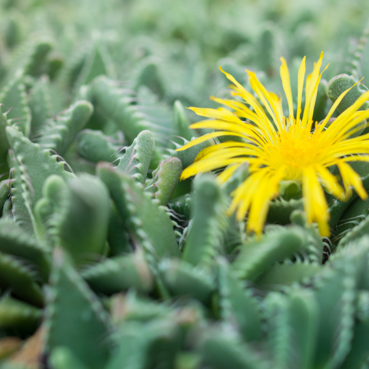 Faucaria Tuberculosa seeds - 10