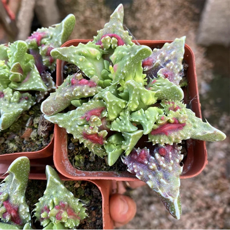 Faucaria Tuberculosa seeds - 10