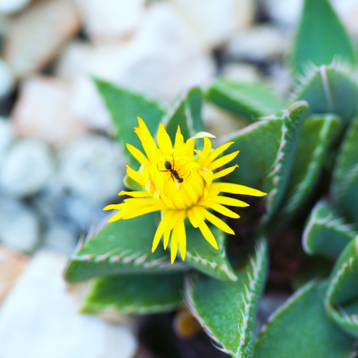 Faucaria Tuberculosa seeds - 10