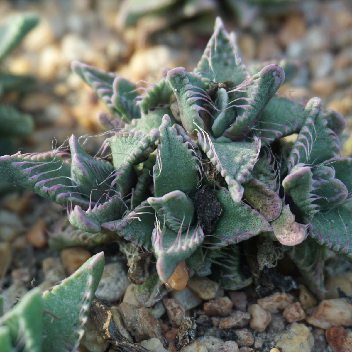 Faucaria Tuberculosa seeds - 10