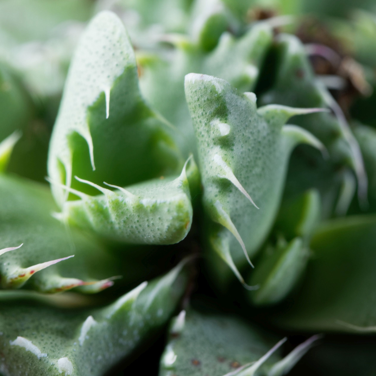 Faucaria Tuberculosa seeds - 10