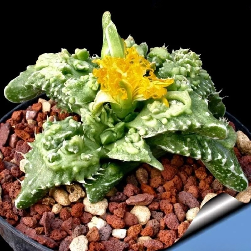 Faucaria Tuberculosa seeds - 10