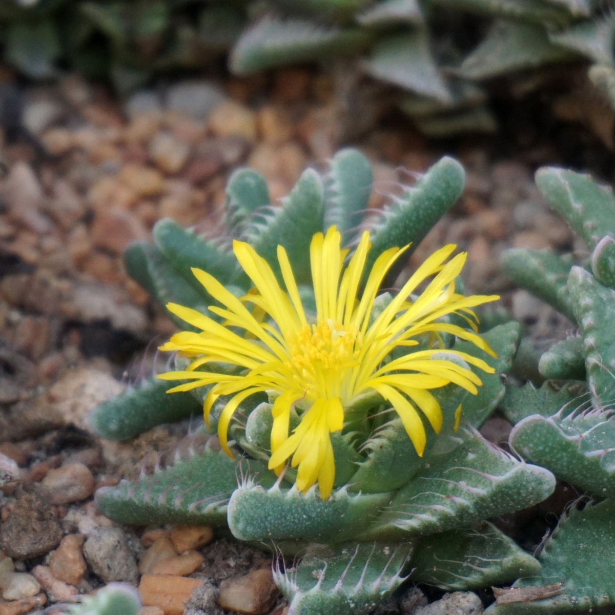Faucaria Tuberculosa seeds - 10
