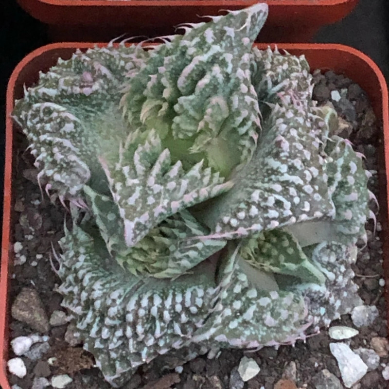 Faucaria Tuberculosa seeds - 10
