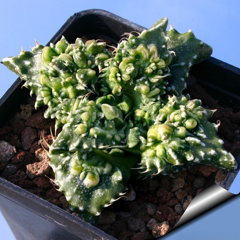 Faucaria Tuberculosa seeds - 10