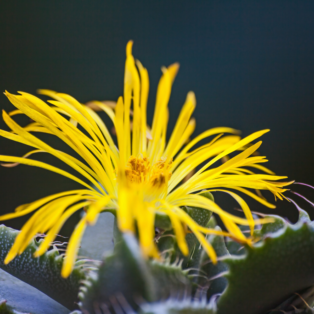 Faucaria Tuberculosa seeds - 10