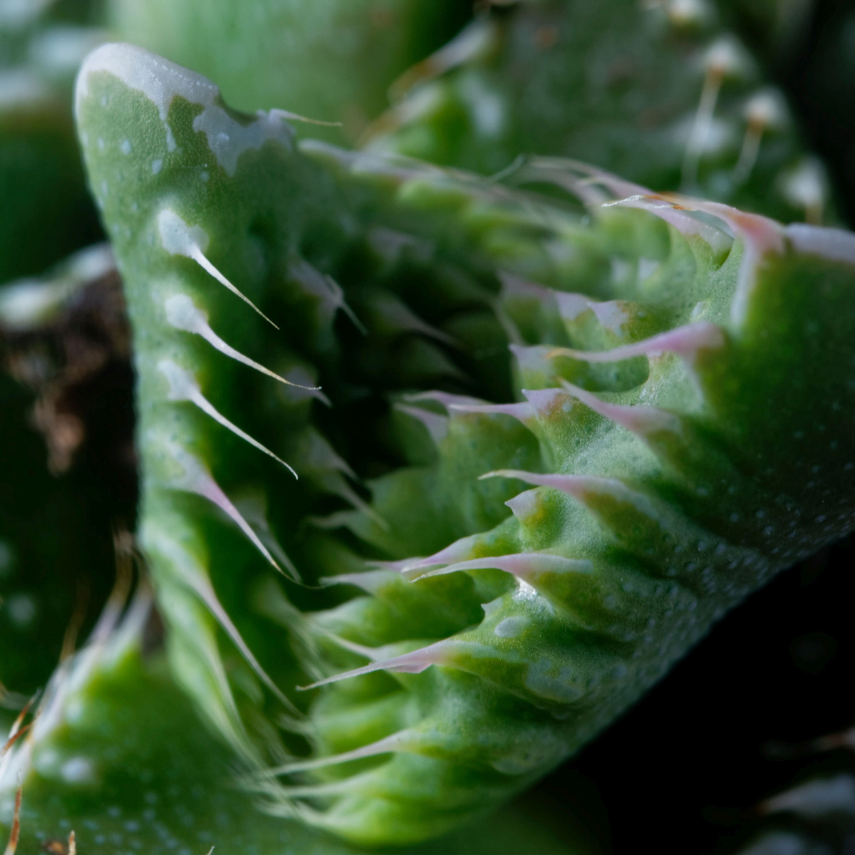 Faucaria Tuberculosa seeds - 10