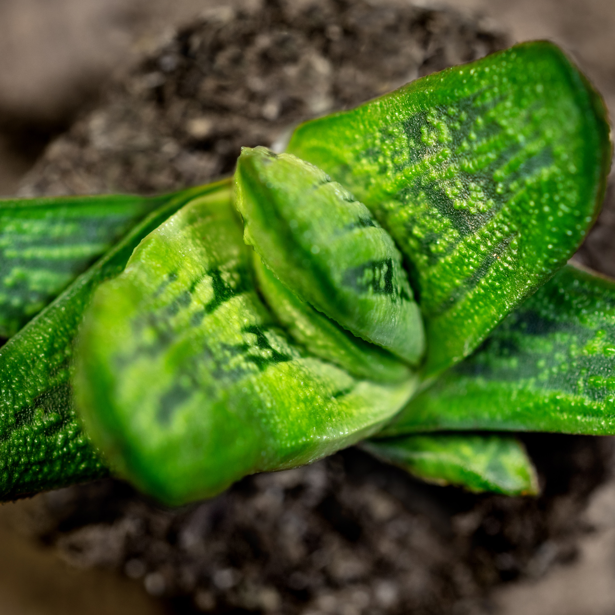 Gasteria Brachyphylla seeds - 10