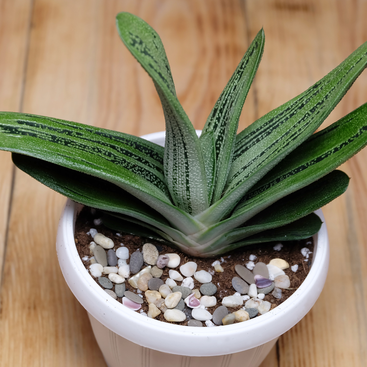 Gasteria Brachyphylla seeds - 10