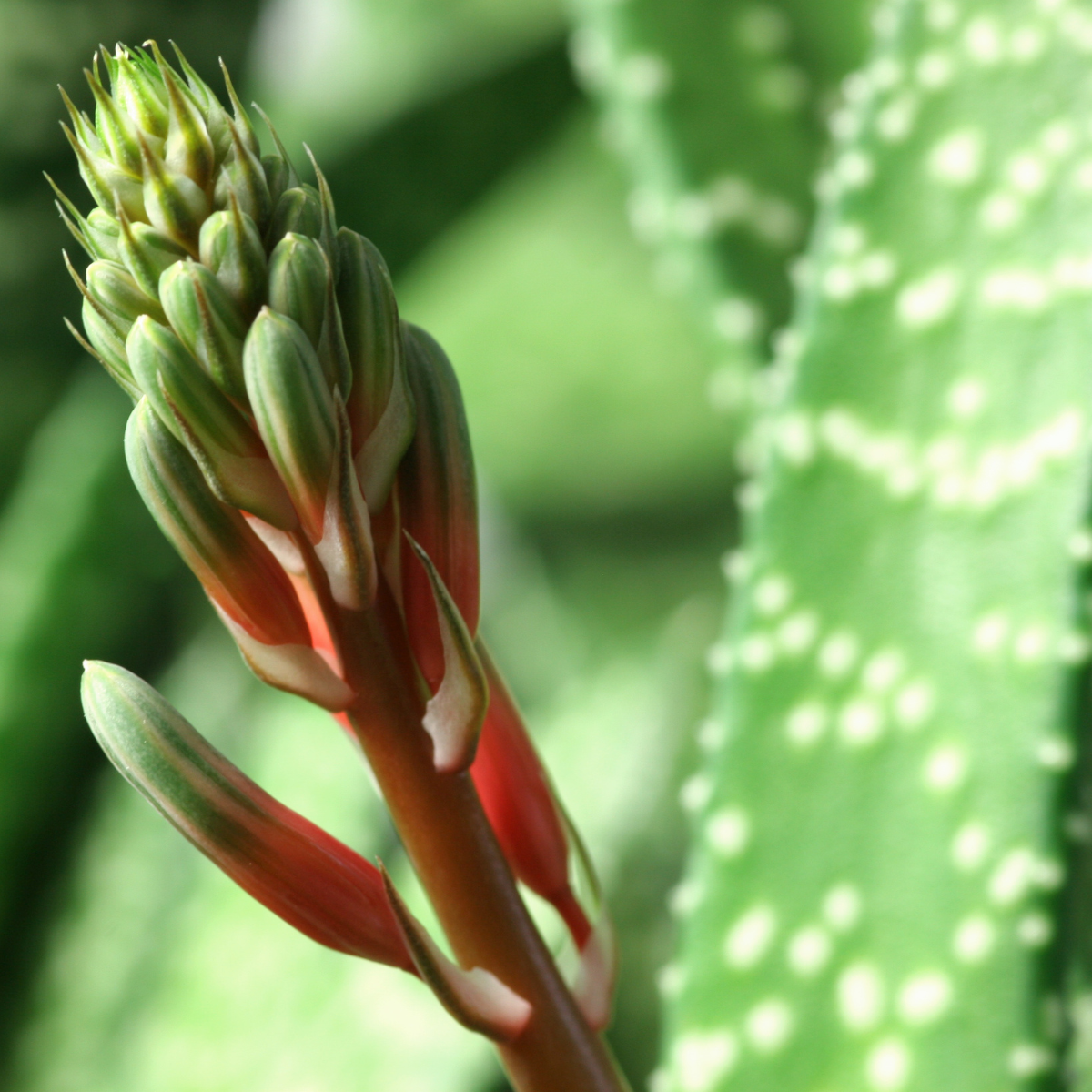 Gasteria Brachyphylla seeds - 10