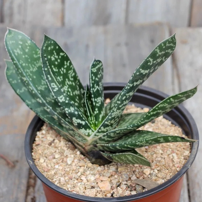 Gasteria Brachyphylla seeds - 10