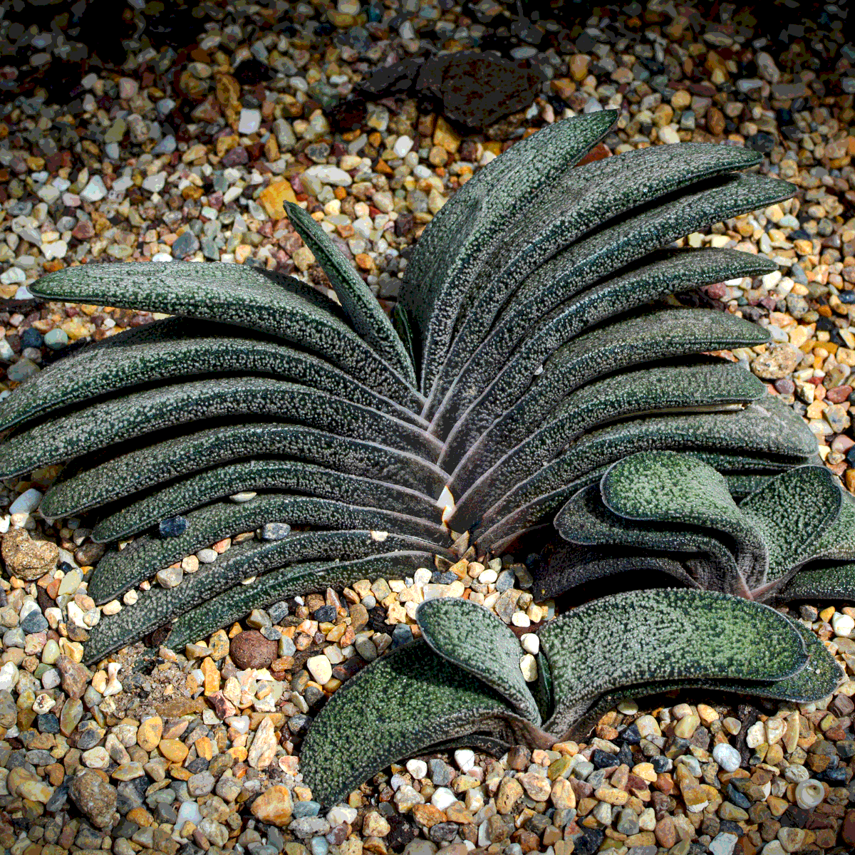 Gasteria Brachyphylla seeds - 10